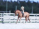 Havens Schatt<br>Riding & Lecturing<br>Quinton<br>German Warmblood<br>4 yrs. old<br>Training: Pre-Green Hunter<br>Duration: 24 minutes
