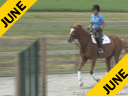 Sandy Ferrell
Riding & Lecturing
Wannabe
German Warmblood
5 yrs. old Gelding 
Training: Baby Green Hunter 
Duration: 30 minutes
