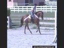 Anne Kursinski<br>Riding & Lecturing<br>Eros<br>The Come Back<br>Australian Thouroughbred<br>19 yrs. old Gelding<br>Training: The Come Back: Grand Prix<br>Duration: 27 minutes